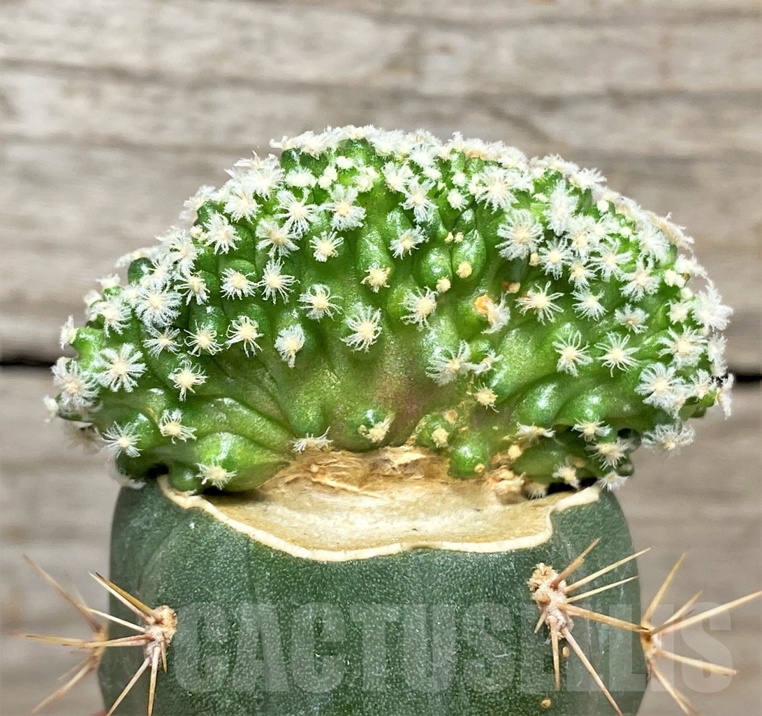 SHPR14038 Mammillaria theresae f. cristata, grafted - Obrázek 2