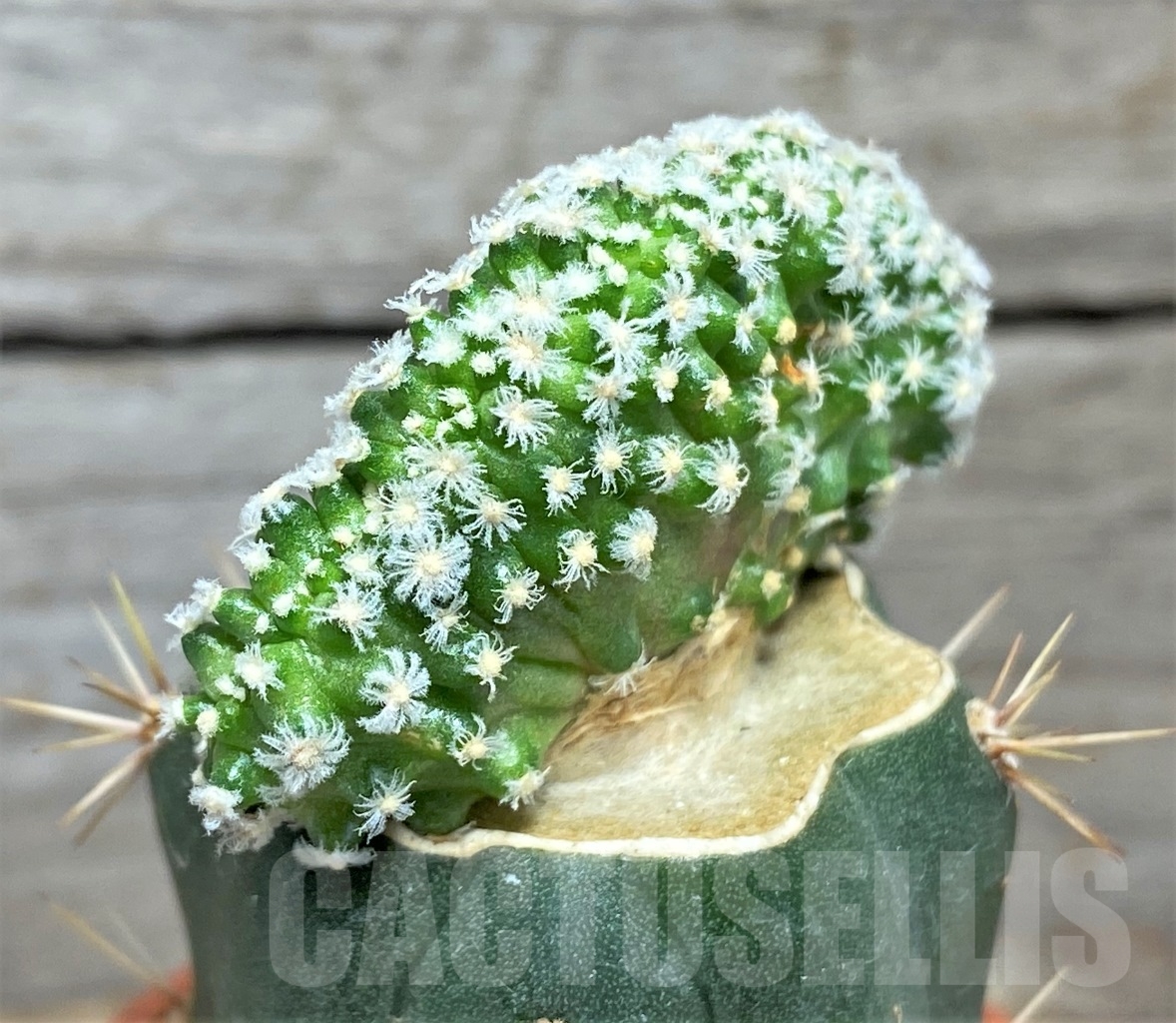 SHPR14038 Mammillaria theresae f. cristata, grafted