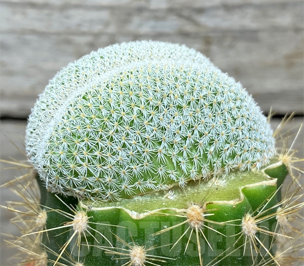 SHPR14039 Epithelantha greggii f. cristata SB 225, grafted - Obrázek 2