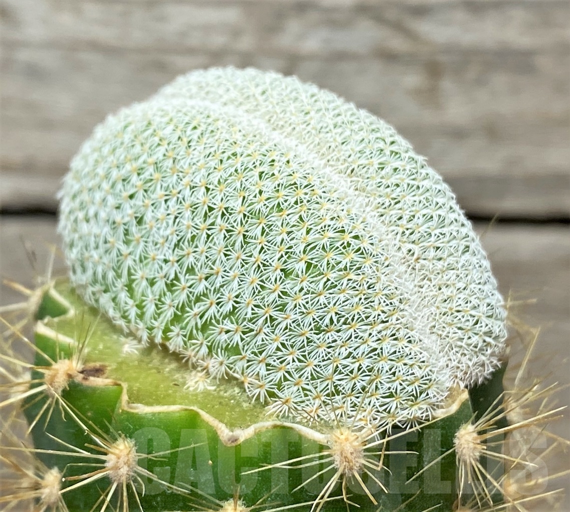 SHPR14039 Epithelantha greggii f. cristata SB 225, grafted