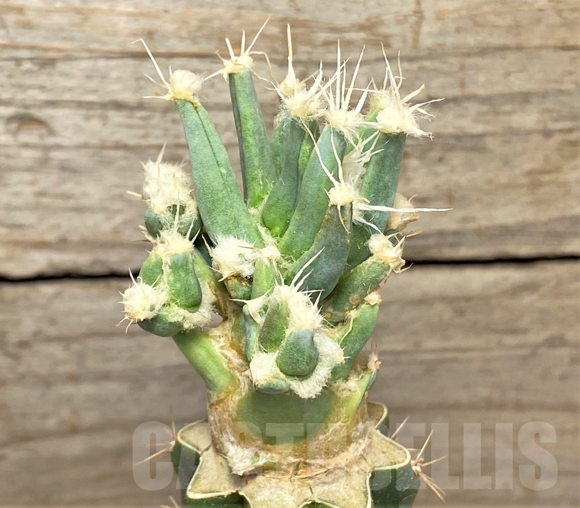 SHPR14040 Leuchtenbergia principis f. monstrosa, grafted - Image 2