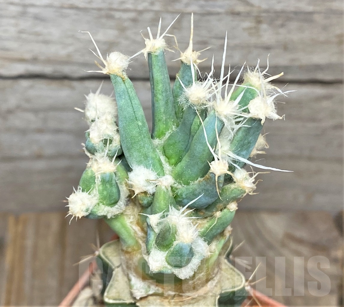 SHPR14040 Leuchtenbergia principis f. monstrosa, grafted