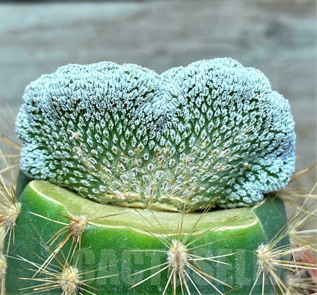 SHPR14042 Pelecyphora valdeziana f. cristata, grafted - Obrázek 2