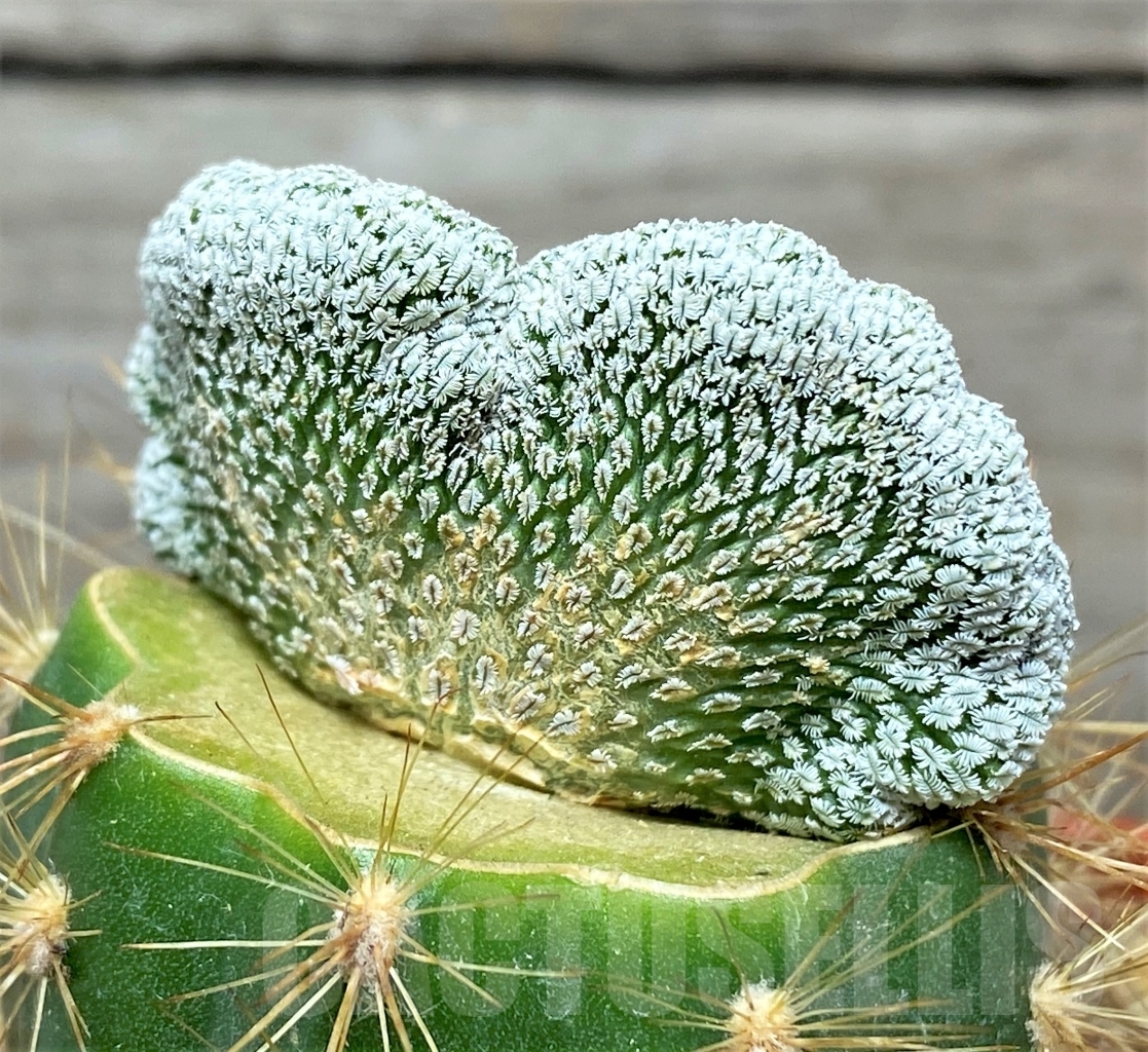 SHPR14042 Pelecyphora valdeziana f. cristata, grafted