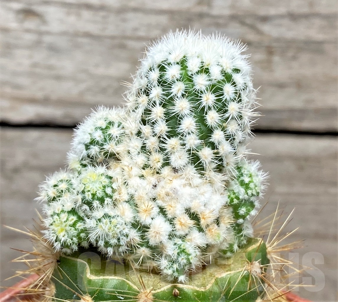 SHPR14044 Turbinicarpus dickinsonia f. monstrosa, grafted - Image 2