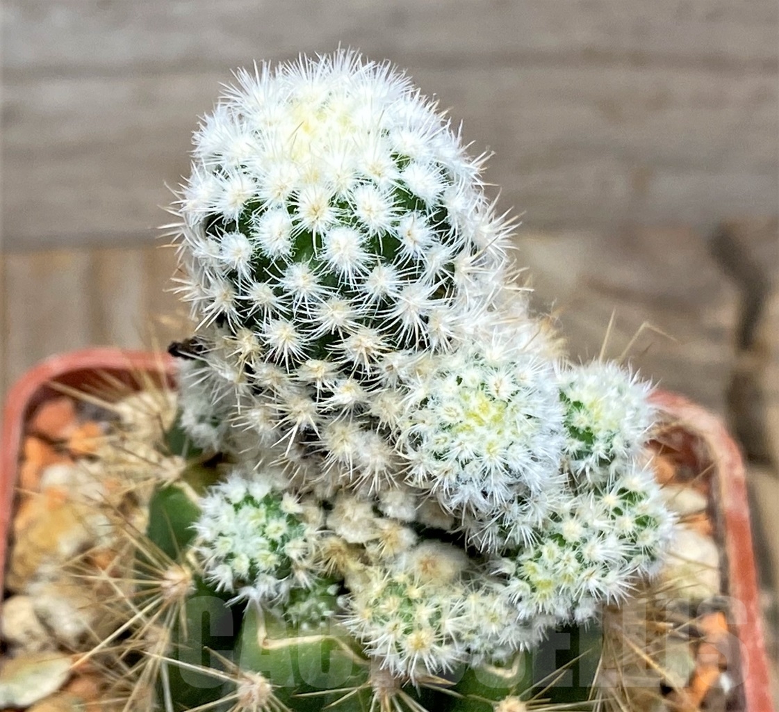 SHPR14044 Turbinicarpus dickinsonia f. monstrosa, grafted