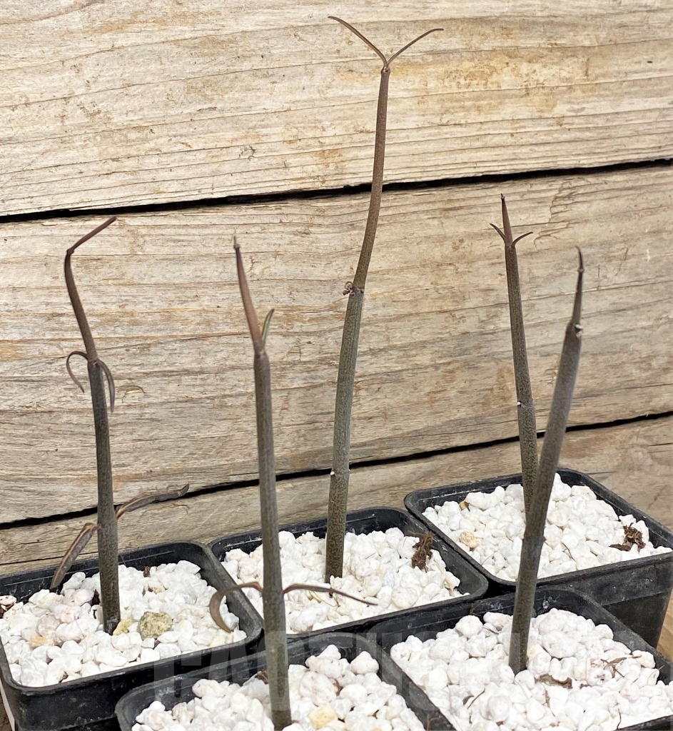 SHPR14001 Ceropegia fusca