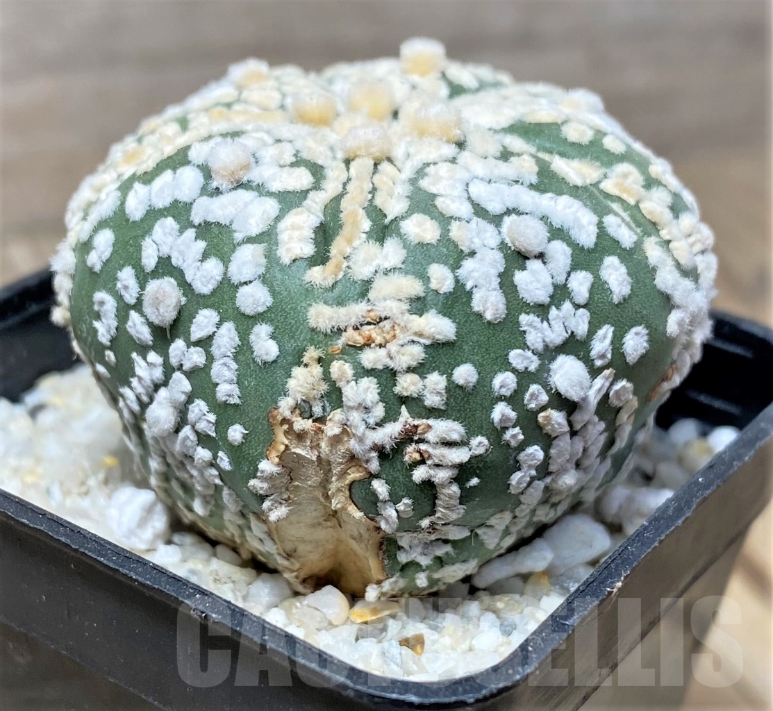 SHPR11933 Astrophytum asterias 'SK' 5 ribs - Image 3