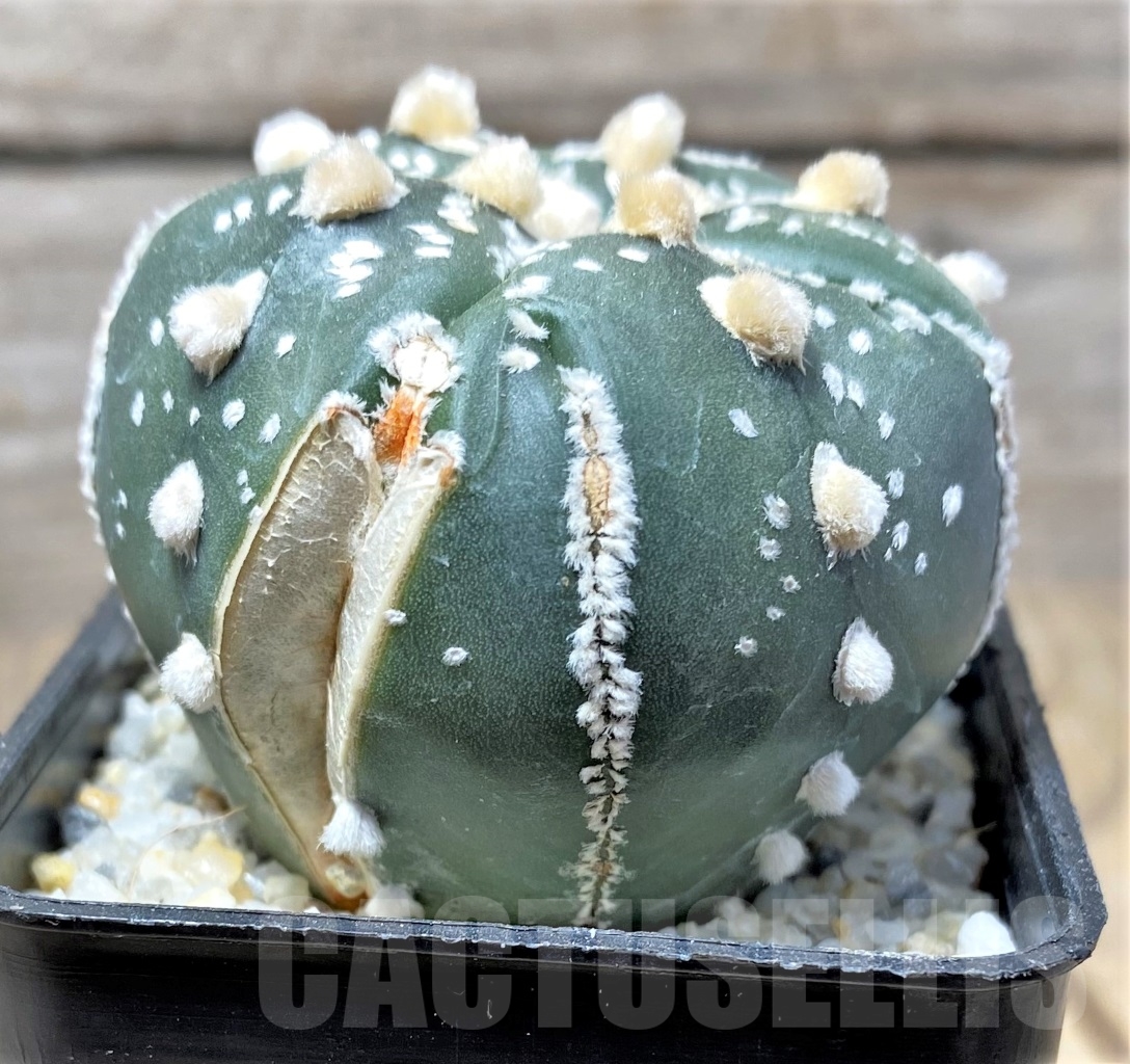 SHPR11925 Astrophytum asterias 5 ribs