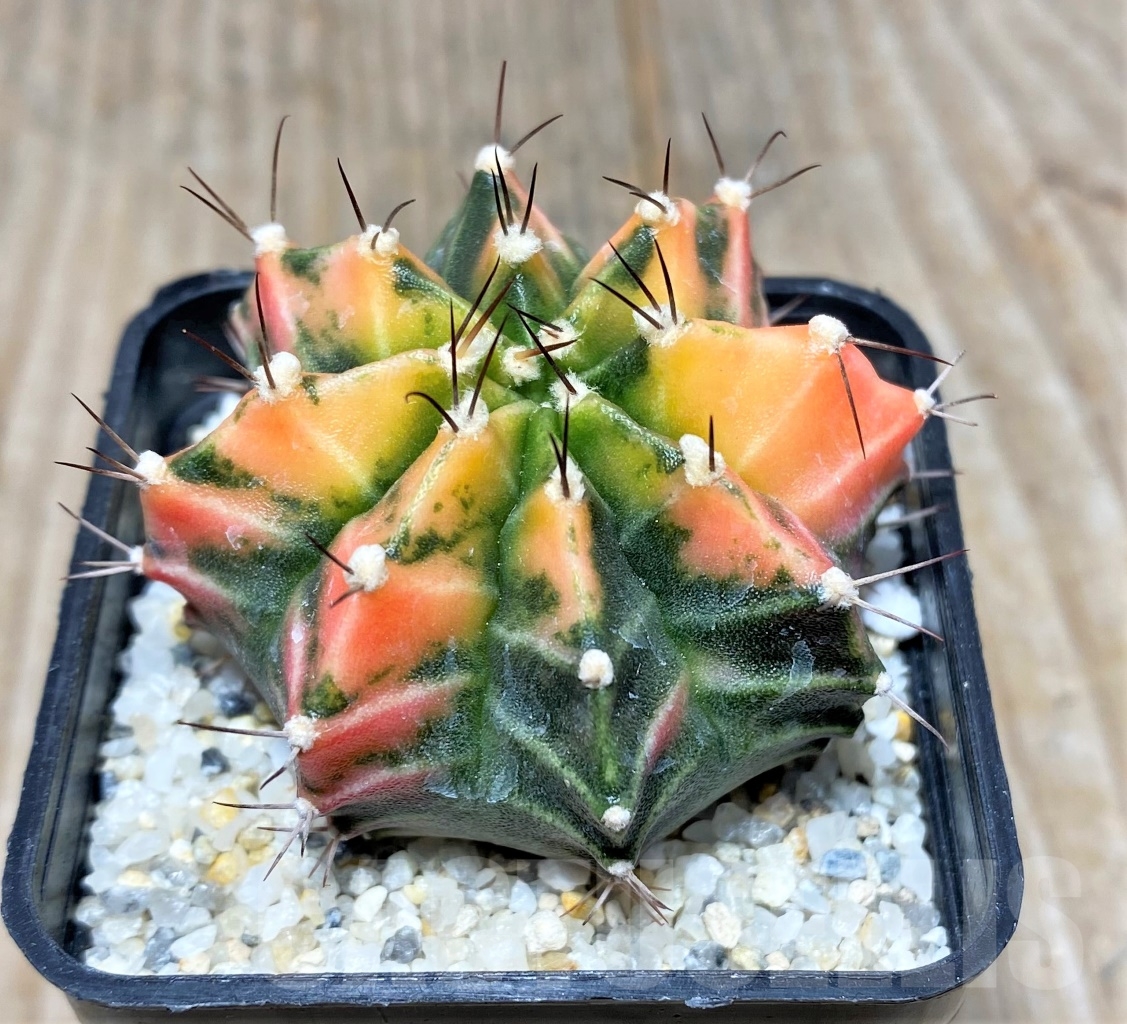 SHPR11265 Gymnocalycium mihanovichii f.variegata
