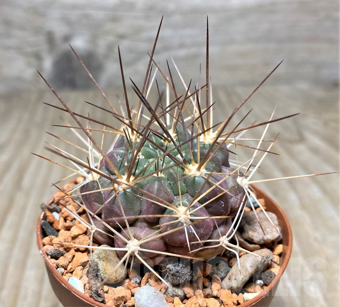 SHPR14046 Weingartia lecoriensis