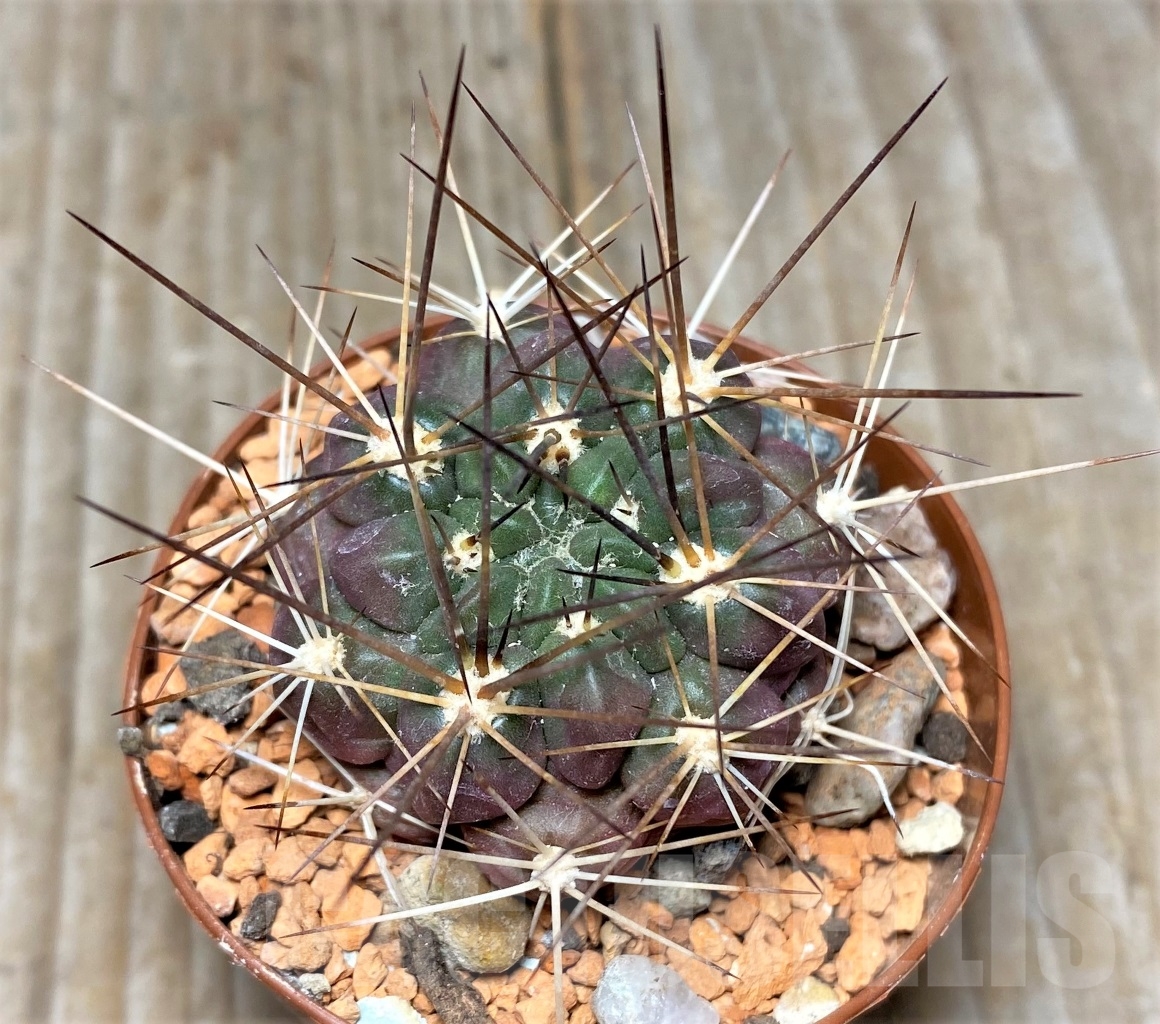 SHPR14046 Weingartia lecoriensis - Image 2