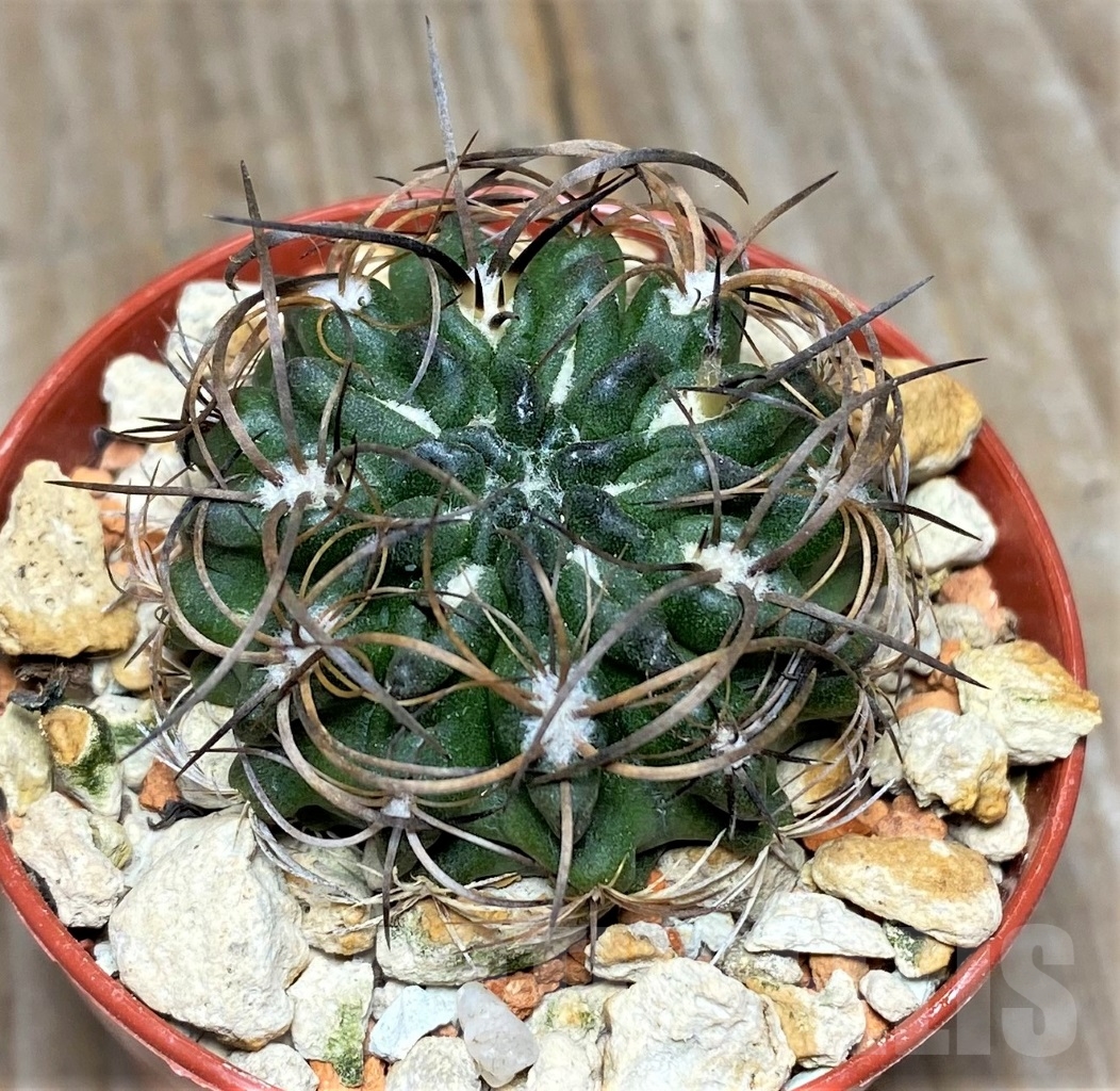 SHPR14047 Neochilenia taltalensis