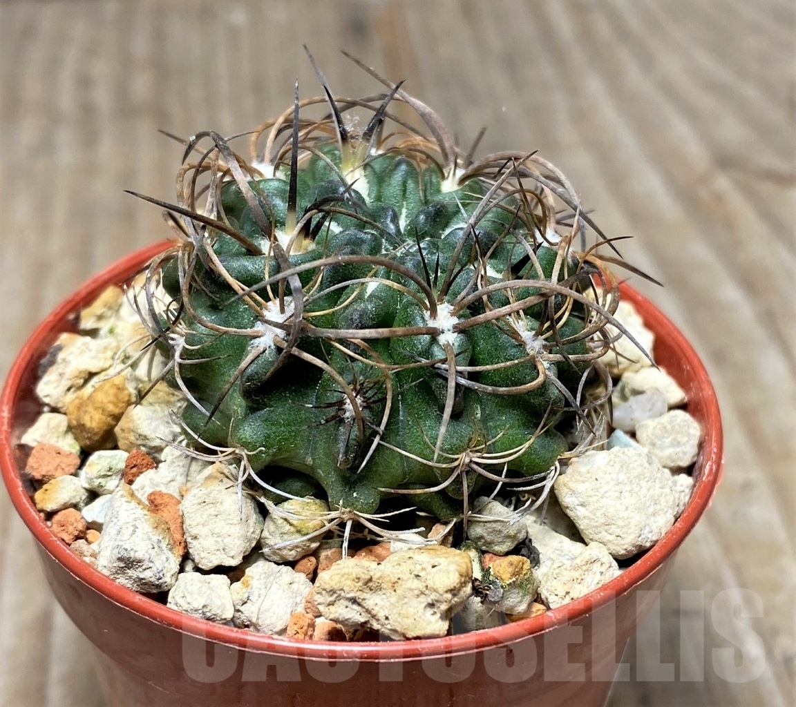 SHPR14047 Neochilenia taltalensis – Bild 2