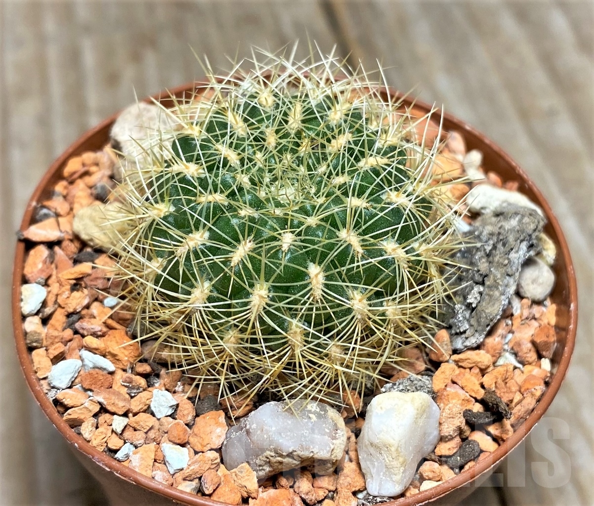 SHPR14048 Sulcorebutia cupreata KK1800 - Image 2