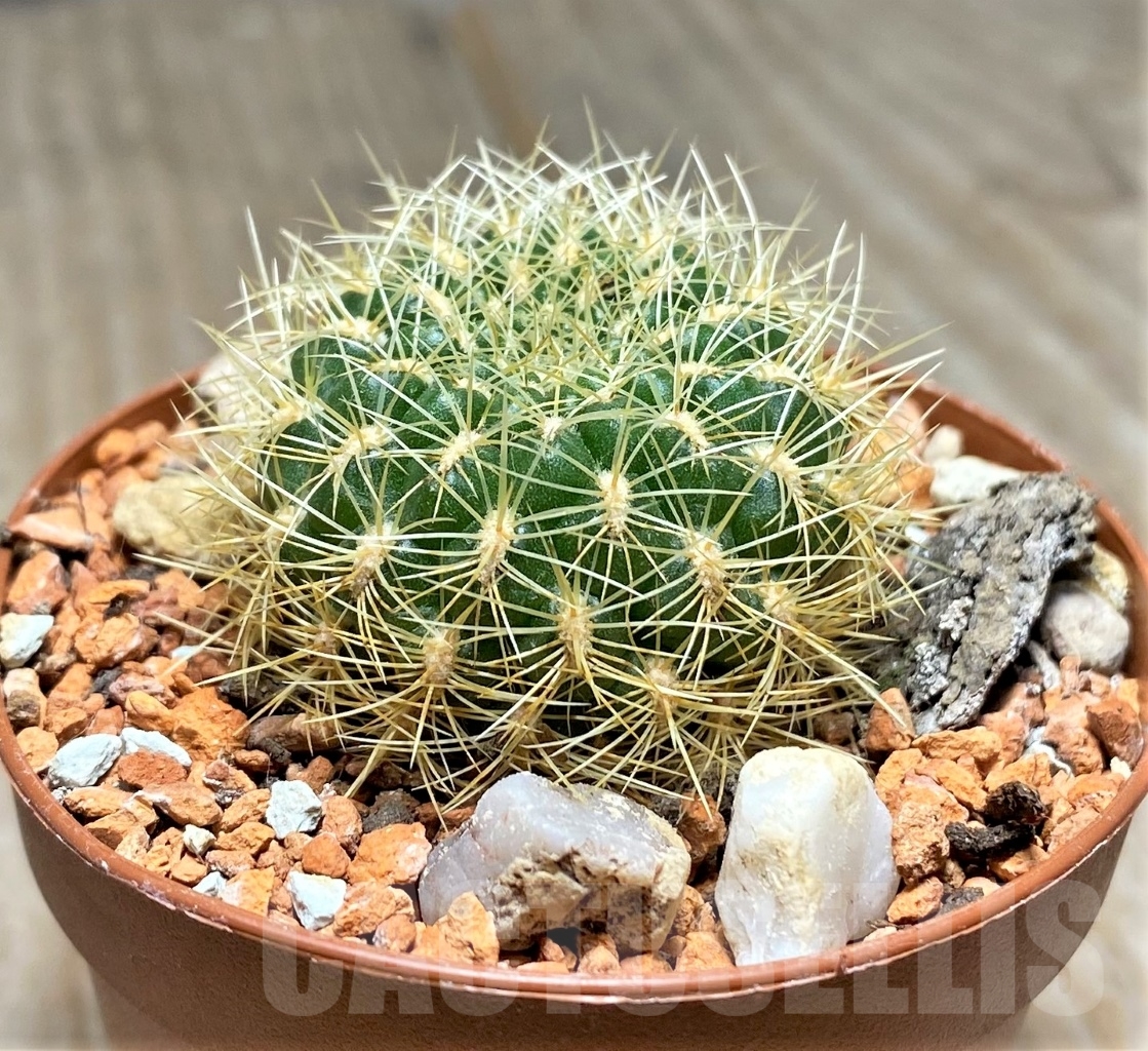 SHPR14048 Sulcorebutia cupreata KK1800