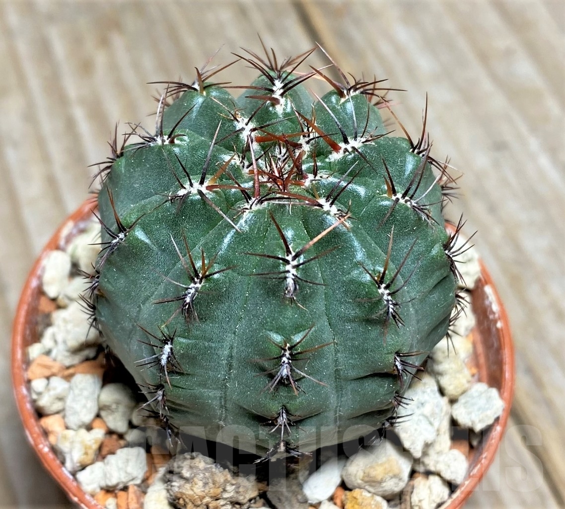 SHPR14050 Oroya peruviana - Image 2