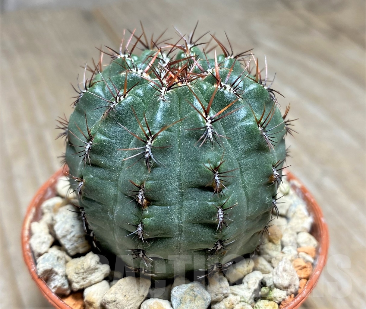 SHPR14050 Oroya peruviana