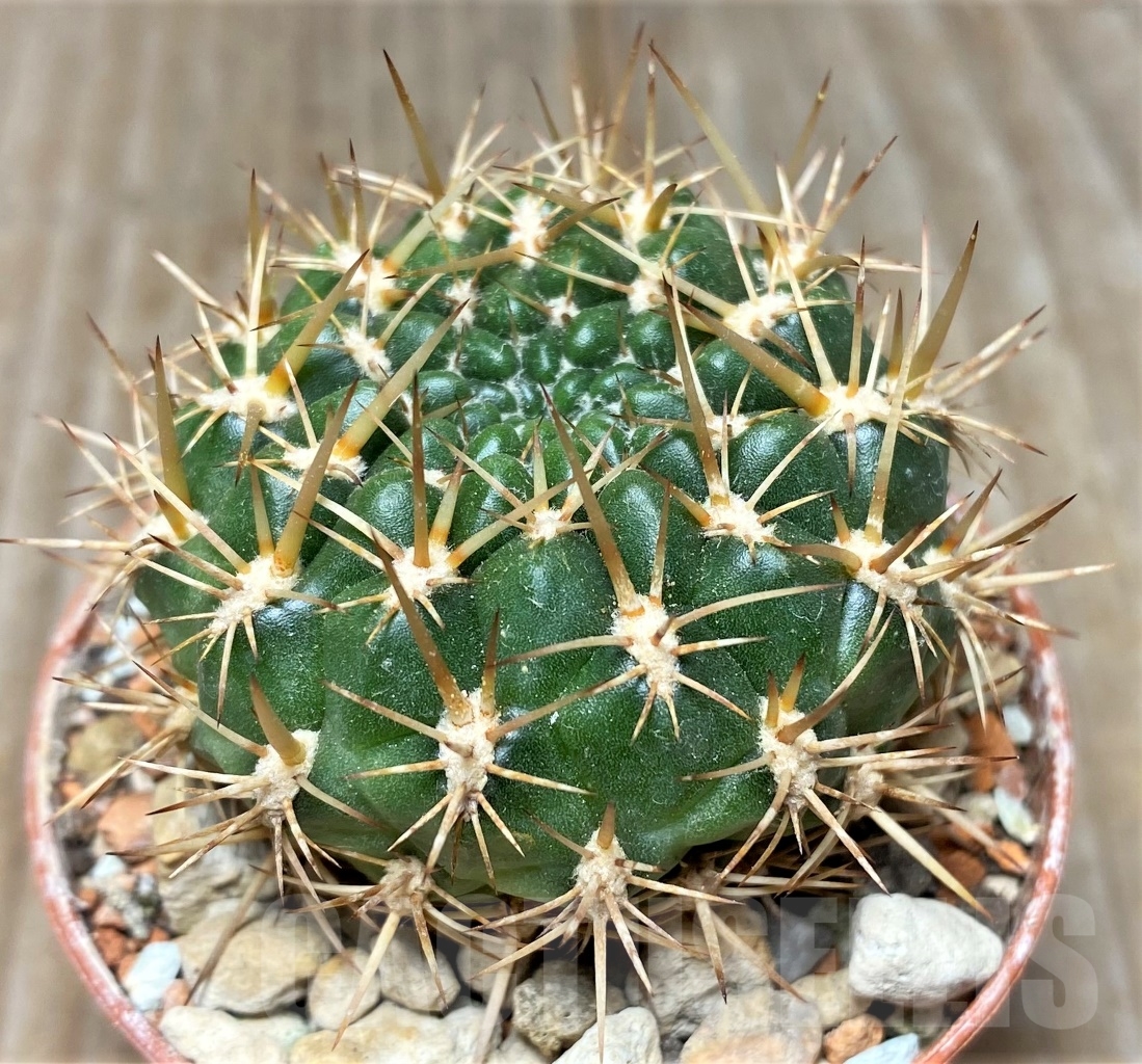 SHPR14054 Sulcorebutia santiaginiensis