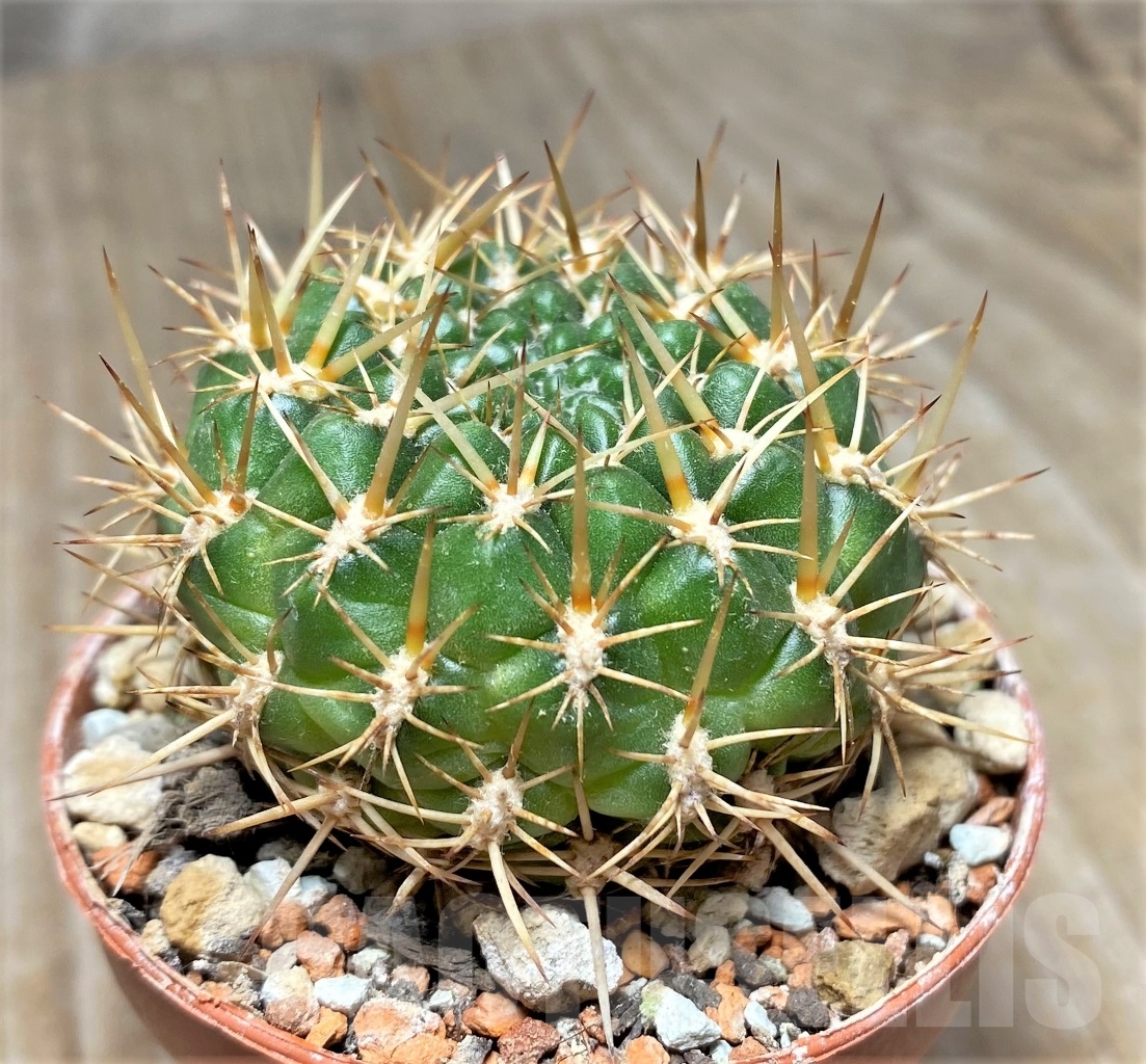 SHPR14054 Sulcorebutia santiaginiensis - Obrázek 2