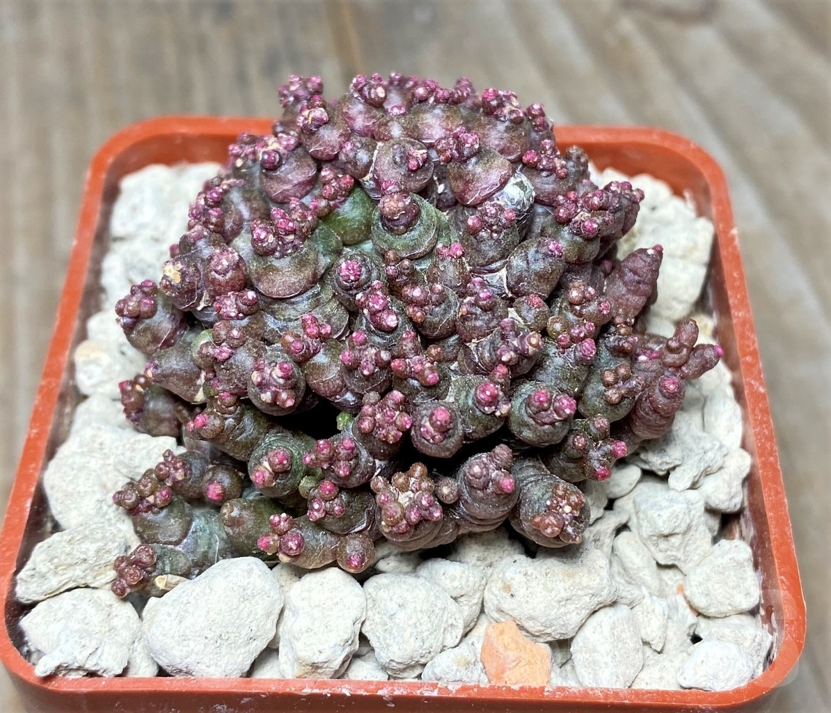 SHPR14057 Mammillaria bocasana 'Fred', own roots - Image 2