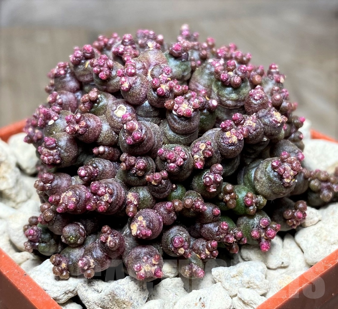 SHPR14057 Mammillaria bocasana 'Fred', own roots