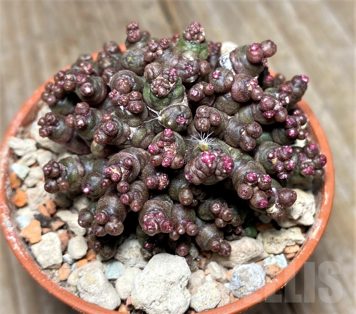 SHPR14059 Mammillaria bocasana 'Fred', own roots