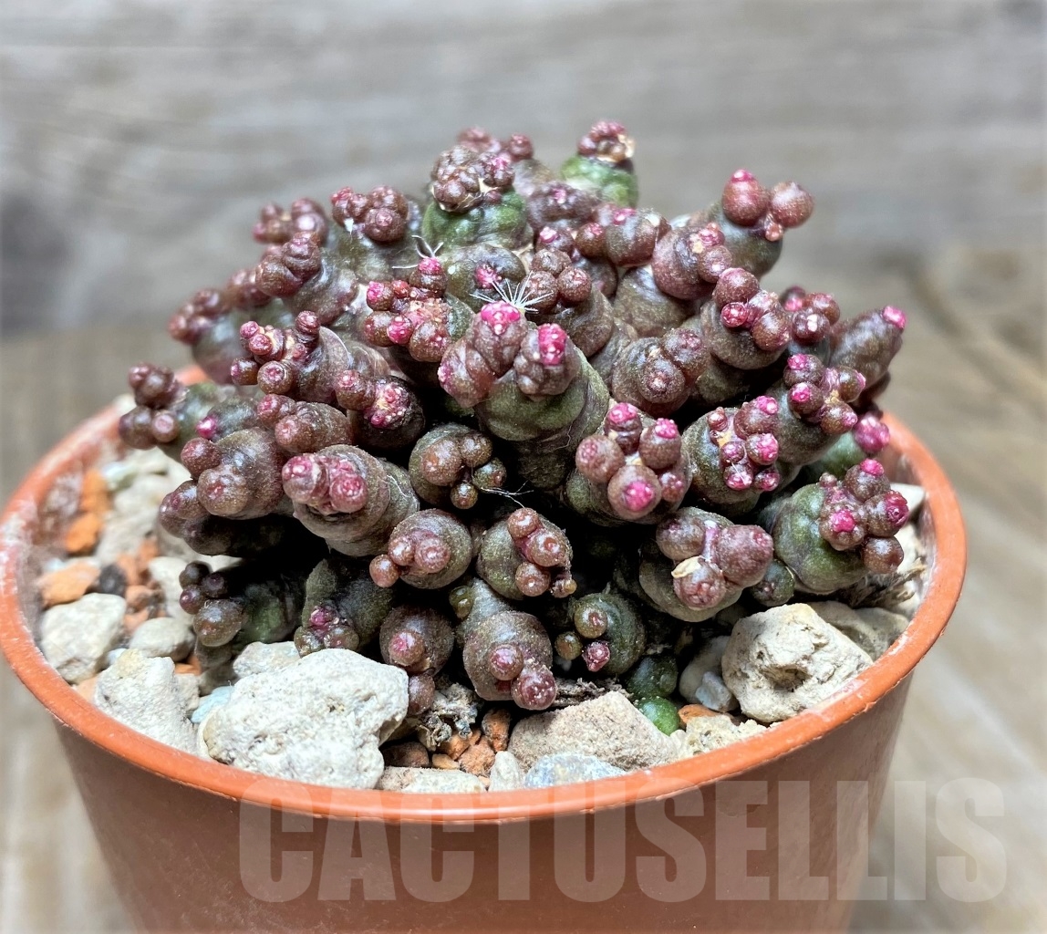 SHPR14059 Mammillaria bocasana 'Fred', own roots - Image 2