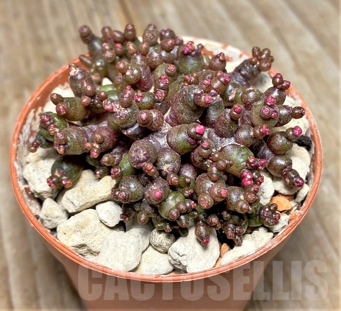 SHPR14060 Mammillaria bocasana 'Fred', own roots - Image 2