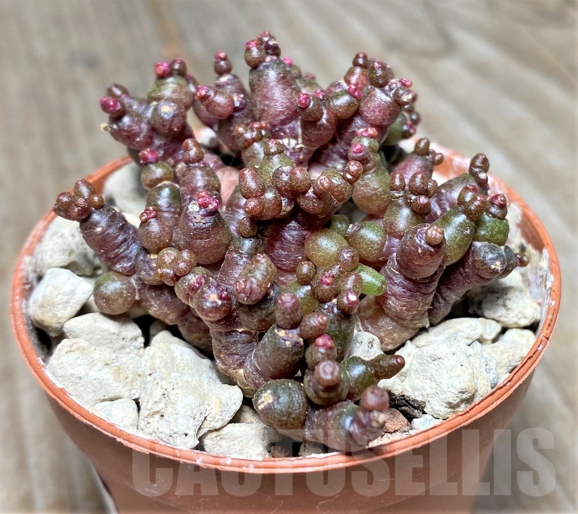 SHPR14060 Mammillaria bocasana 'Fred', own roots