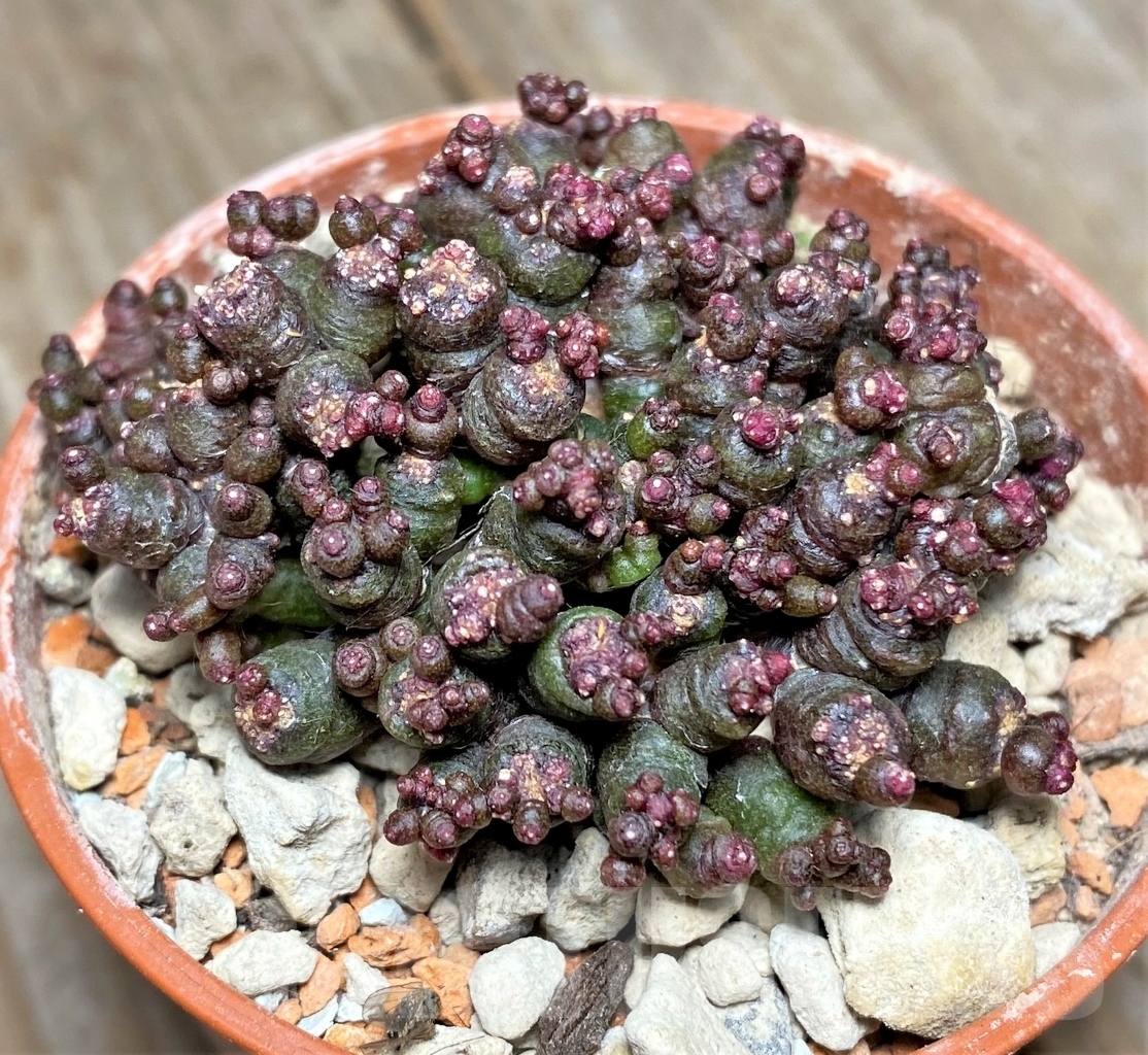 SHPR14061 Mammillaria bocasana 'Fred', own roots