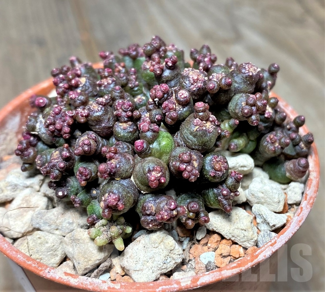 SHPR14061 Mammillaria bocasana 'Fred', own roots - Зображення 2