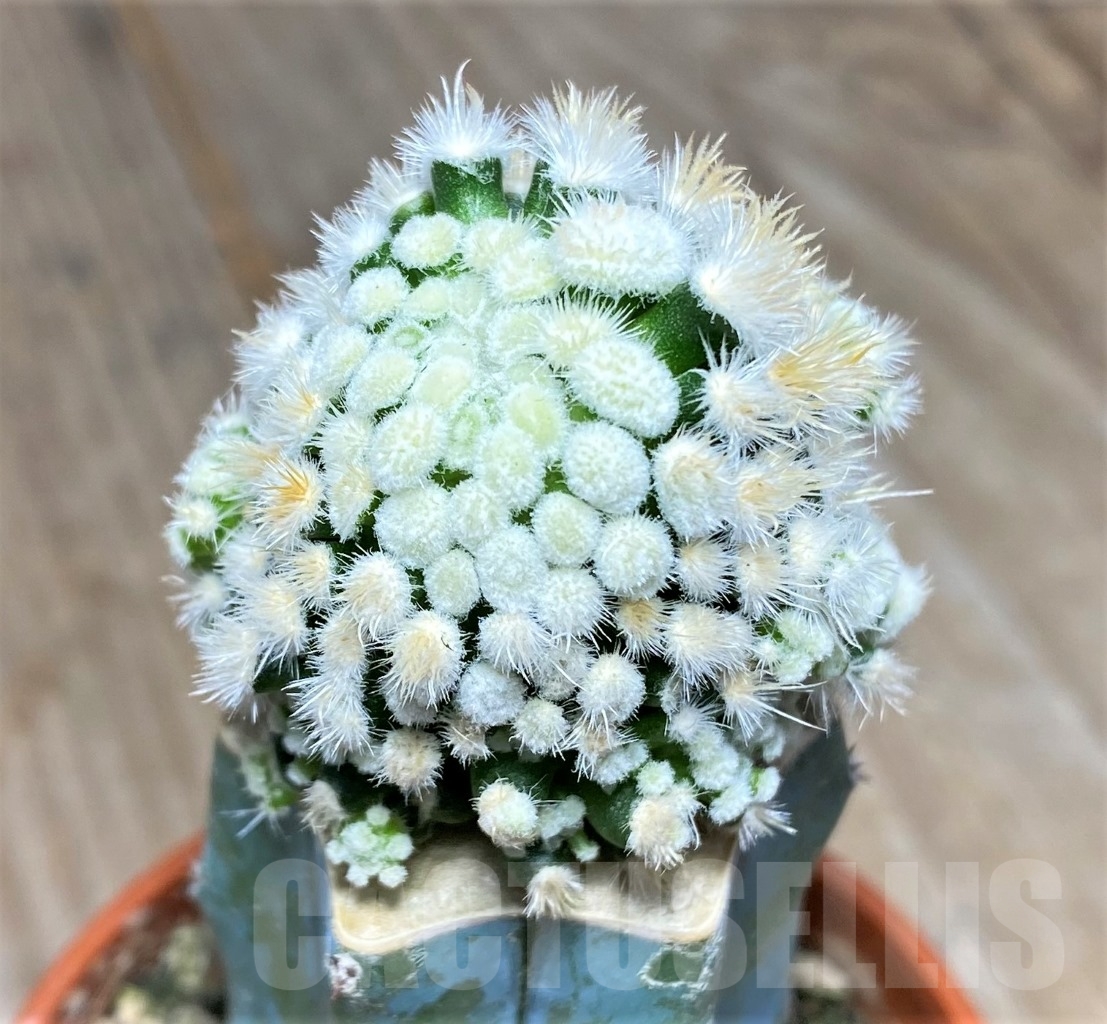 SHPR14062 Mammillaria duwei f. monstrosa, grafted