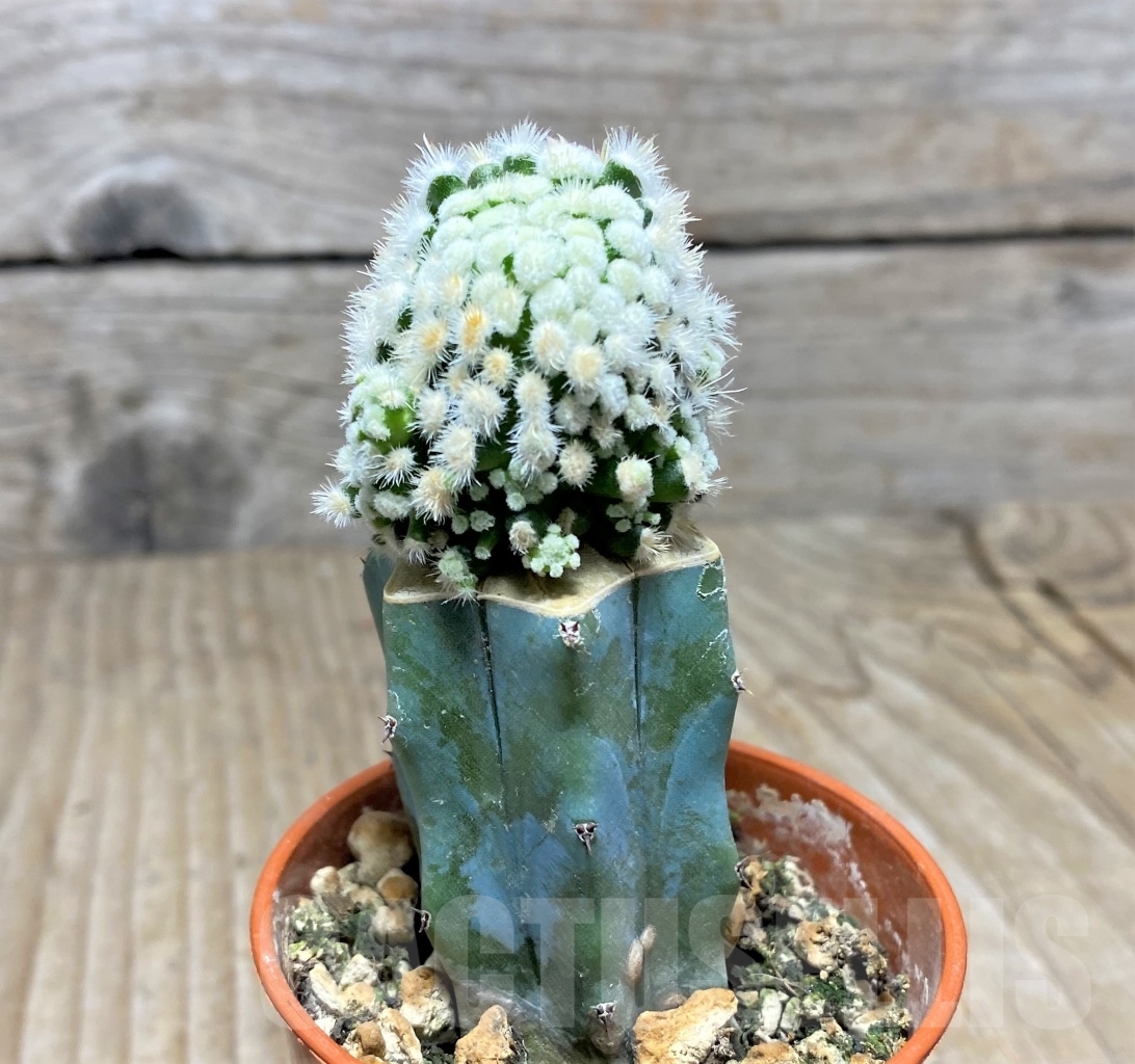 SHPR14062 Mammillaria duwei f. monstrosa, grafted - Imagen 2