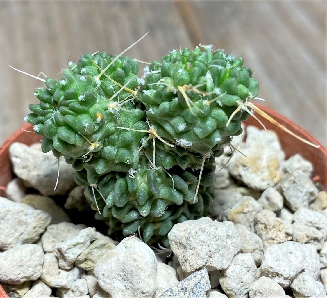 SHPR14063 Echinofossulocactus lloydii f. monstrosa - Obrázek 2