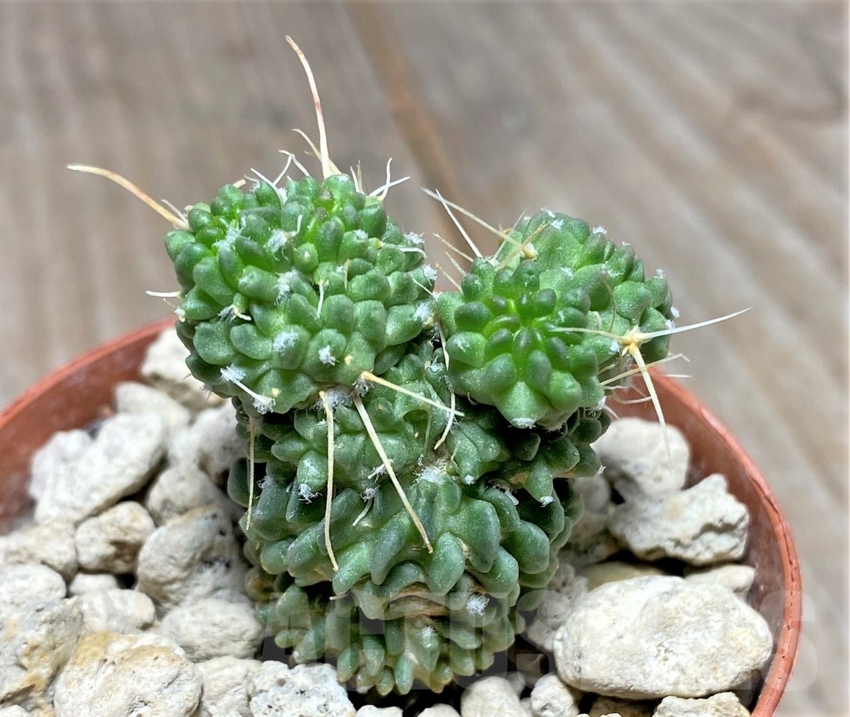 SHPR14063 Echinofossulocactus lloydii f. monstrosa