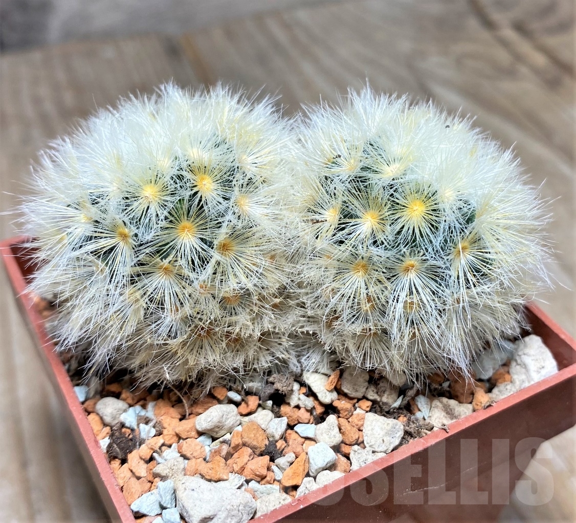 SHPR14065 Mammillaria carmenae