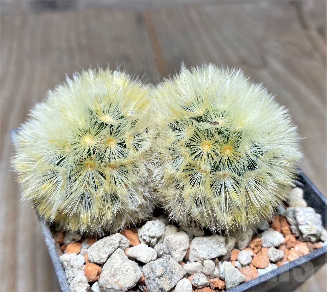 SHPR14066 Mammillaria carmenae