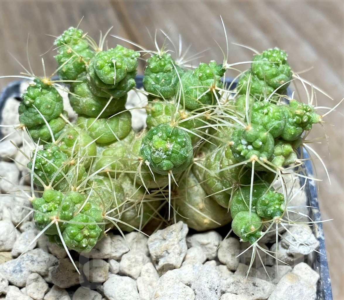 SHPR14067 Mammillaria elongata f. monstruosa