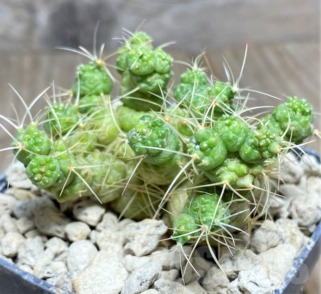 SHPR14067 Mammillaria elongata f. monstruosa - Image 2