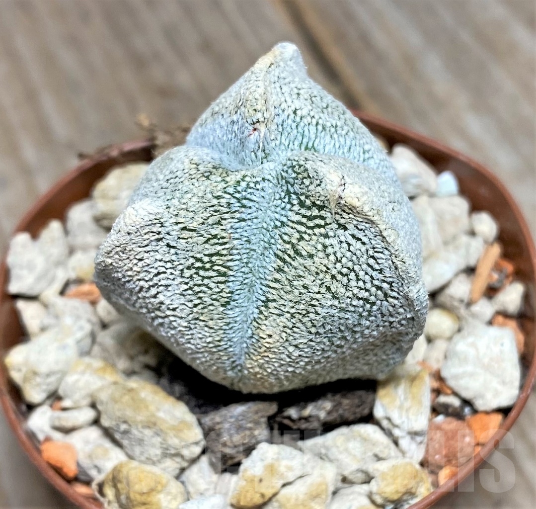 SHPR14070 Astrophytum coahuilense f. tricostatum