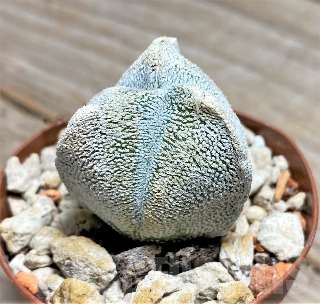 SHPR14070 Astrophytum coahuilense f. tricostatum - Image 2