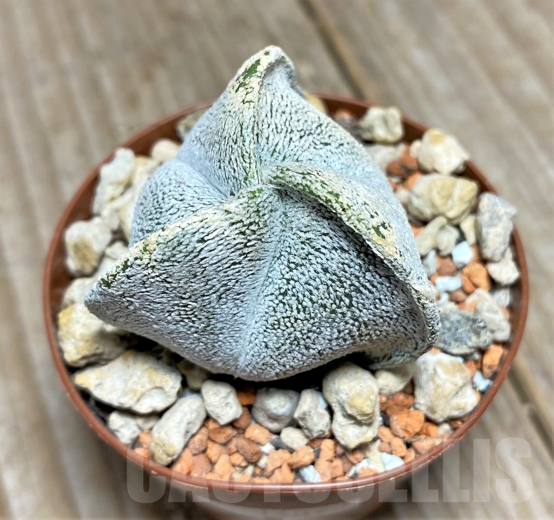 SHPR14073 Astrophytum coahuilense f. tricostatum