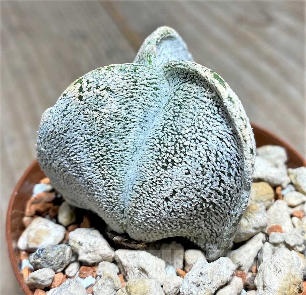 SHPR14073 Astrophytum coahuilense f. tricostatum – Image 2
