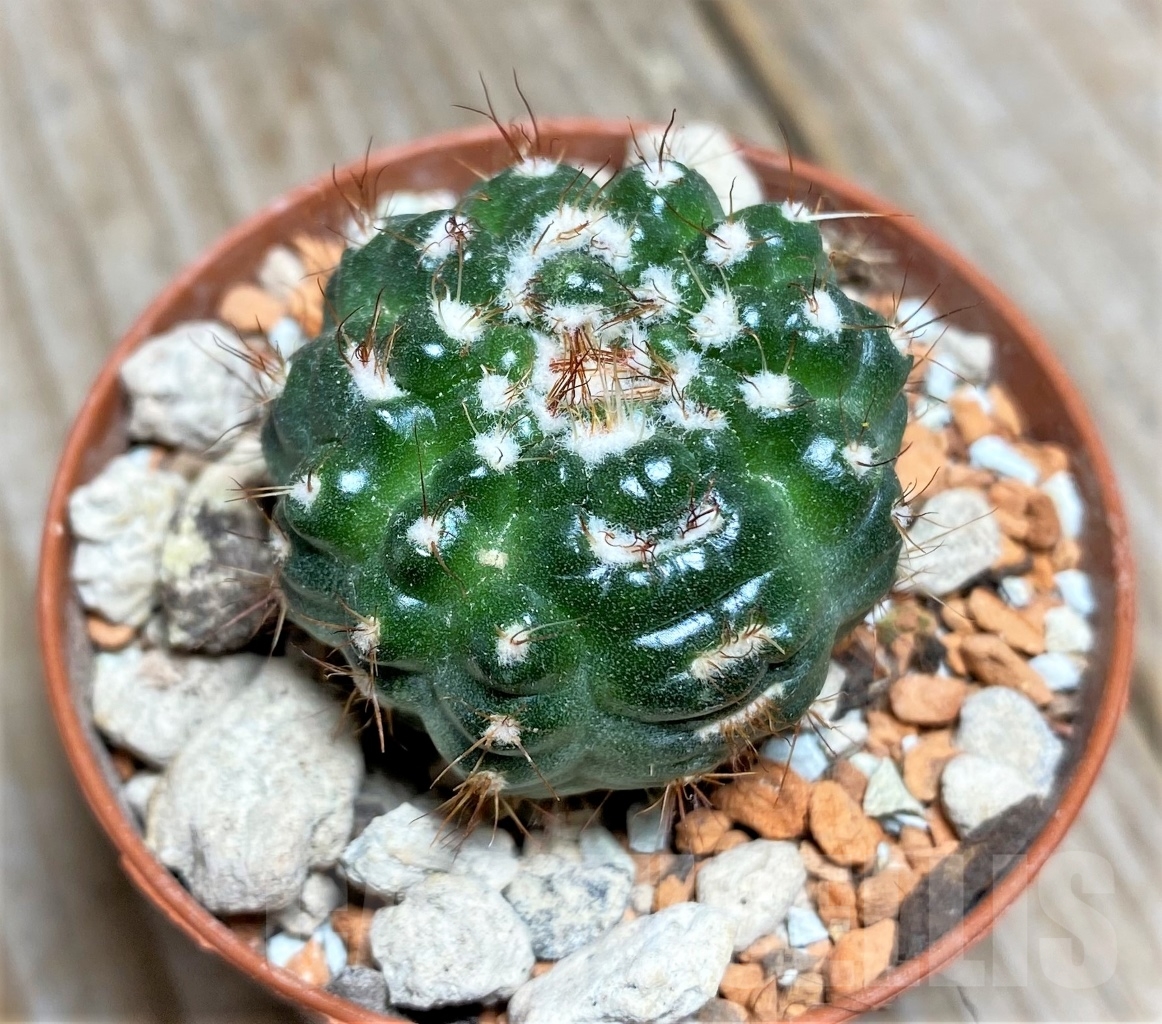 SHPR14074 Notocactus werdermannianus f. monstrosa