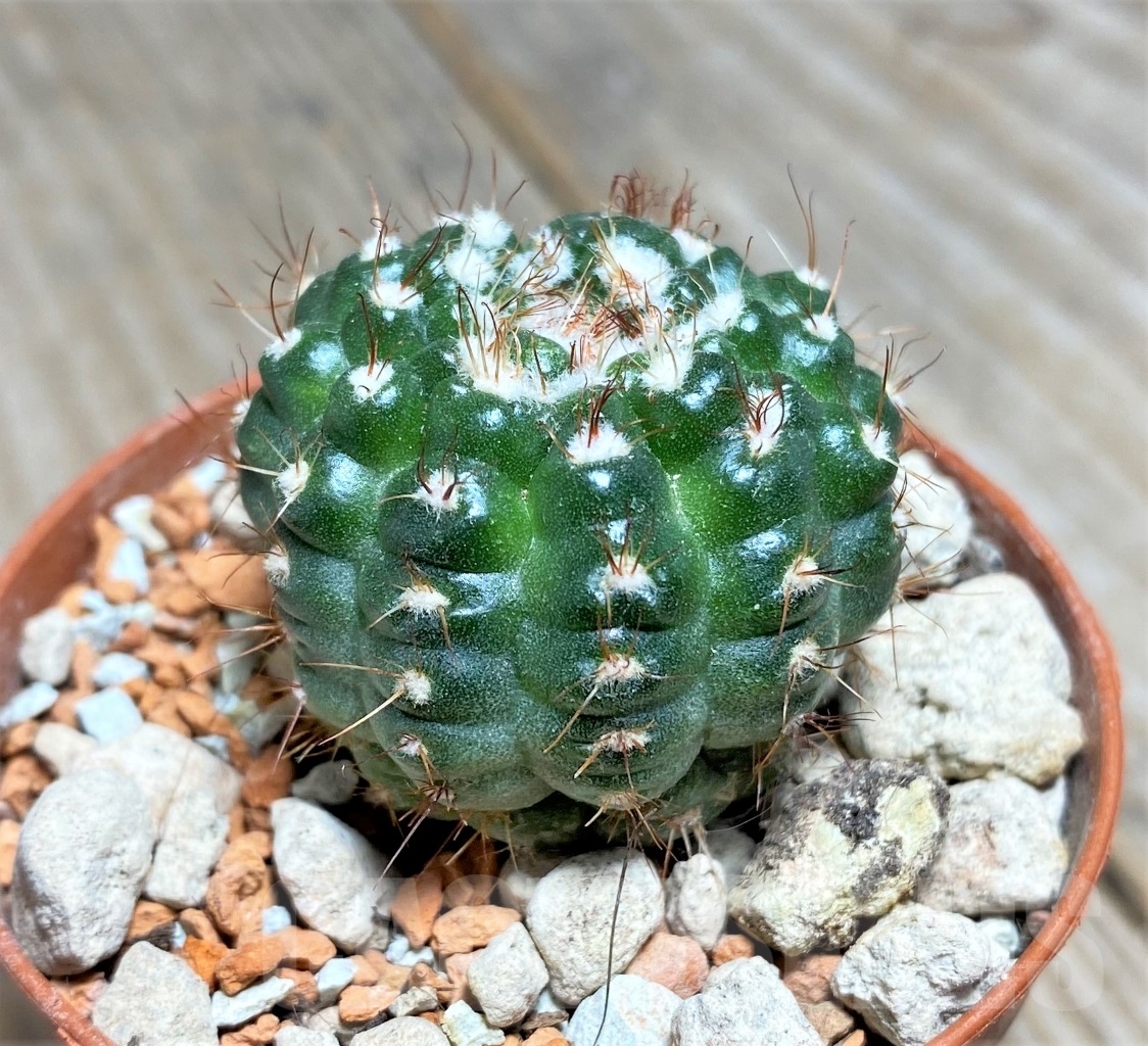 SHPR14074 Notocactus werdermannianus f. monstrosa - Image 2