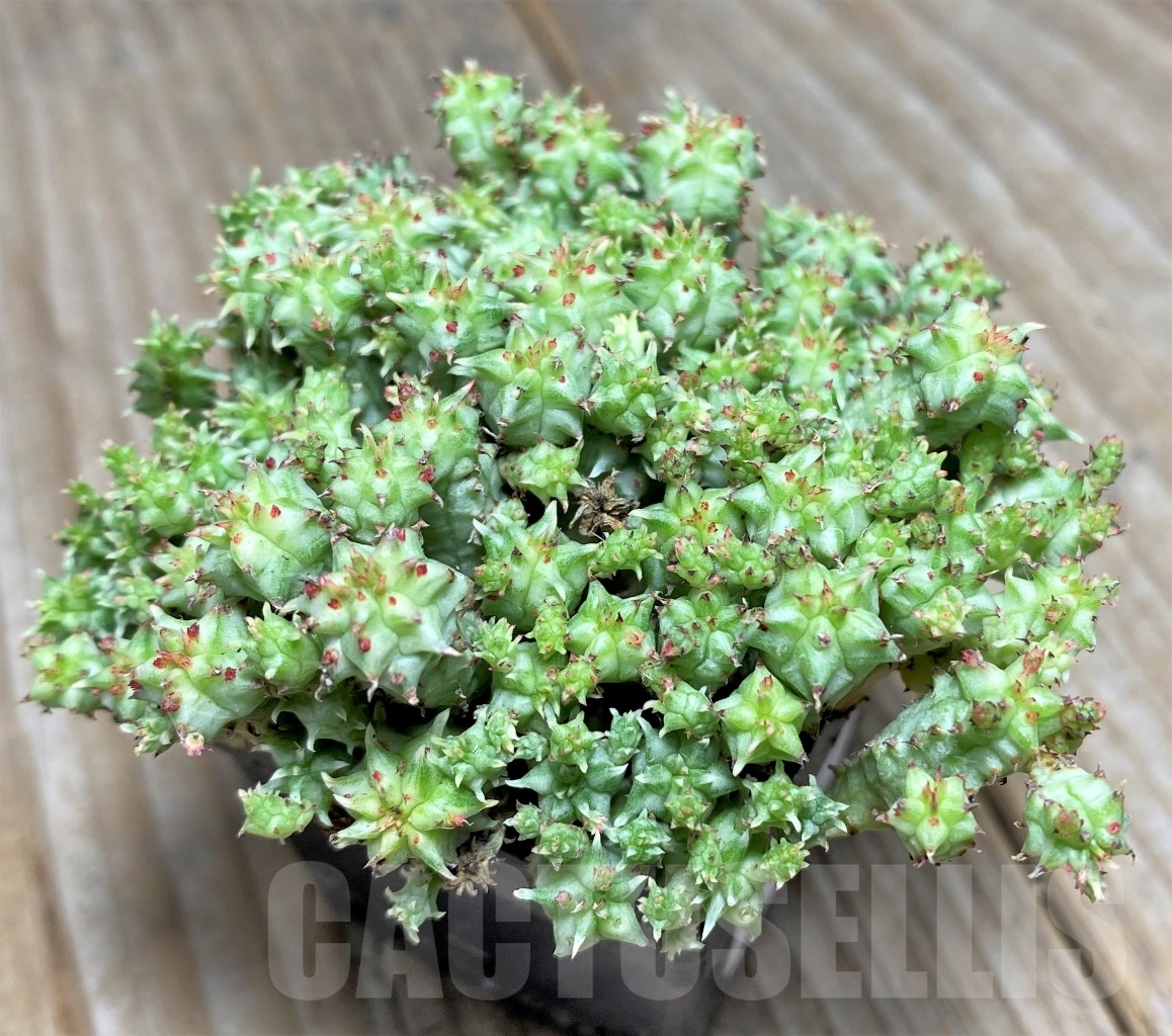 SHPR14075 Euphorbia mammillaris variegata f. monstrosa