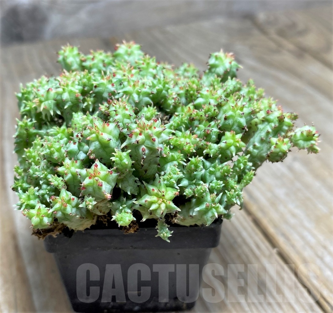 SHPR14075 Euphorbia mammillaris variegata f. monstrosa - Image 2