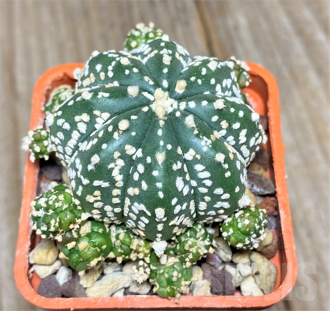 SHPR14076 Astrophytum asterias 'Super Kabuto' hybrid f. monstrosa