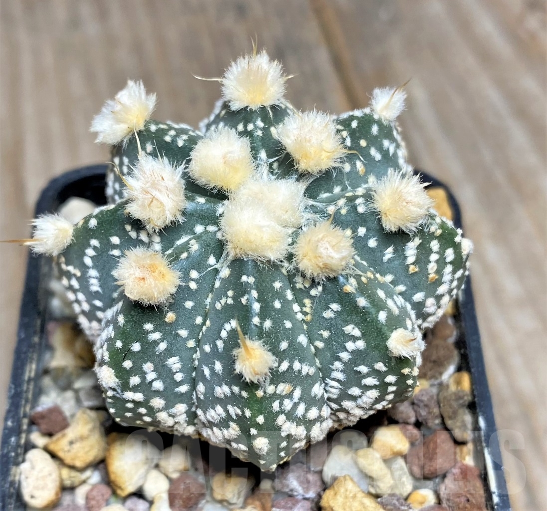 SHPR14078 Astrophytum asterias 'Ooibo' hybrid